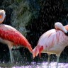 pticy-flamingo-voda-rozovye