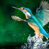 kingfisher-lake-water