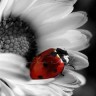 Flower_N_Beetle