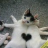 Heart_On_Cats