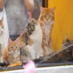 Жительница Новосибирска сняла дом для полусотни кошек
