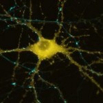 Учёные: создана искусственная нервная клетка