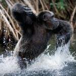 Ученые обнаружили у шимпанзе моральные принципы