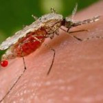 В Астане объявили войну комарам