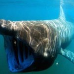 Гигантскую акулу поймали впервые за 80 лет