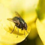 Европа закупает миллионы израильских мух