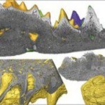 Палеонтологи сравнили древнейшие зубы с наждачной бумагой