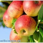 Ученые диетологи доказали пользу яблок