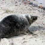 Российские ученые изучат способности тюленей к навигации
