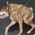 Титул "самой уродливой собаки планеты" достался Квази Модо