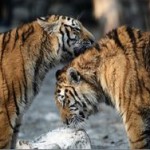 Немецкие ученые лишили Россию амурского тигра