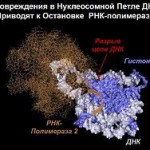 Как клетка ремонтирует "архивную" ДНК