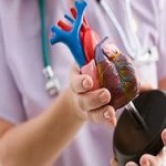 Ученым удалось вырастить в лаборатории миниатюрное сердце