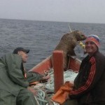 Наглый морской котик заставил рыбаков 8 часов катать его в лодке