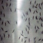 Ученые: комары ищут жертв при помощи обоняния