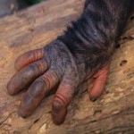 Человеческая рука оказалась древнее обезьяньей