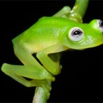 Настоящего лягушонка Кермита обнаружили в лесах Коста-Рики