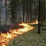 Лесные пожары будут отслеживать из космоса