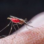 Эксперты ЕС впервые одобрили вакцину от малярии