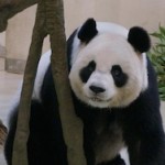 В Тайване вывели на чистую воду панду, притворявшуюся беременной