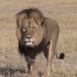 Легендарный лев Сесиль застрелен туристом в Зимбабве