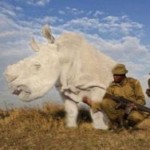 В Европе не осталось северных белых носорогов