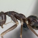 Ученые раскрыли секрет поведения сумасшедших муравьев