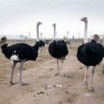 В Белоруссии туристов водят на страусиную ферму