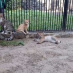 Домашняя кошка выкормила рысенка в зоопарке Новосибирска