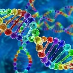 Обнаружено более 40 новых импринтированных генов