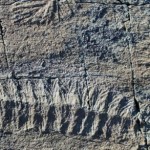 Ученые нашли следы древнейшего на Земле секса