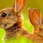 Вся правда о кроликах: плодятся ли они как кролики?