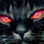 Кошки: приметы и суеверия