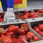Реэкспорт растительной продукции из Болгарии запрещен