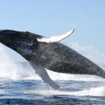 Ученые обнаружили эластичные нервы у самых больших в мире китов