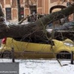 Что делать, если на вашу машину упало дерево