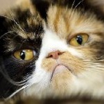 Коты могут быть причиной шизофрении у хозяев