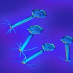 Как бактерии отличают свою ДНК от вирусной