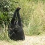 Взаимодействие культуры и природы в поведении шимпанзе