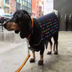 Для собак создадут светодиодный дискожилет