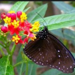 Сад бабочек впервые открылся на Кубе