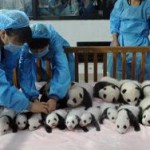 Пополнение в Китайском центре изучения панд