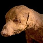 В древнеегипетском святилище обнаружили мумии собак