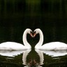two-beautiful-white-swans