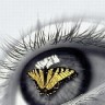 Butterfly_Eye