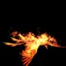 Animated_Phoenix