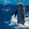 delfin-voda-ulybka