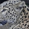 leopard-persidskiy-morda