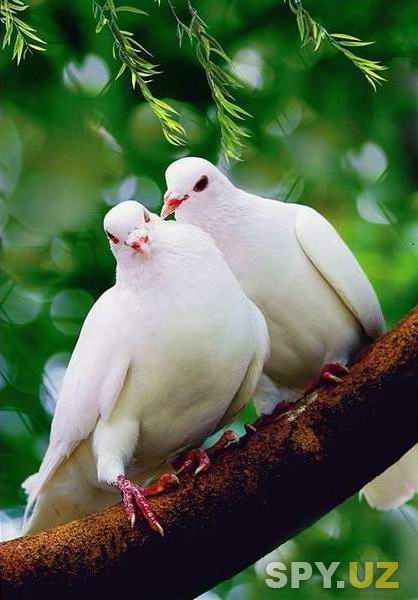 Влюбленные голубы.jpg
