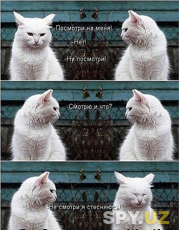 Котоматрица